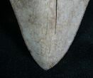 Beautifully Serrated Georgia Megalodon Tooth #8167-3